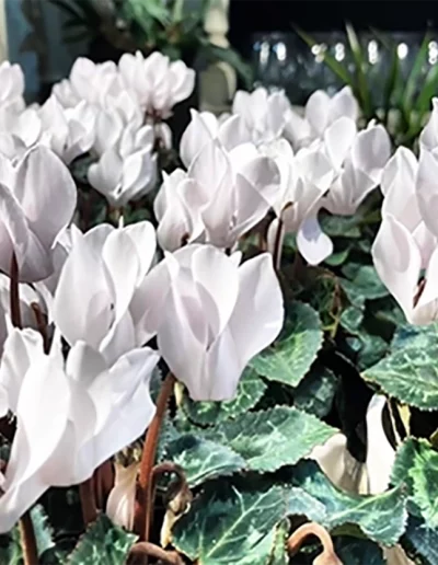 Création_FLEURS DE TOSCANE_La Baule_Pornichet